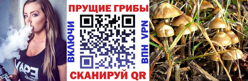 Псилоцибиновые грибы Psilocybe  Алатырь 